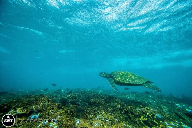 Windsurfers aren't the only ones enjoying Ho'okipa - 2015 NoveNove Maui Aloha Classic © American Windsurfing Tour / Sicrowther